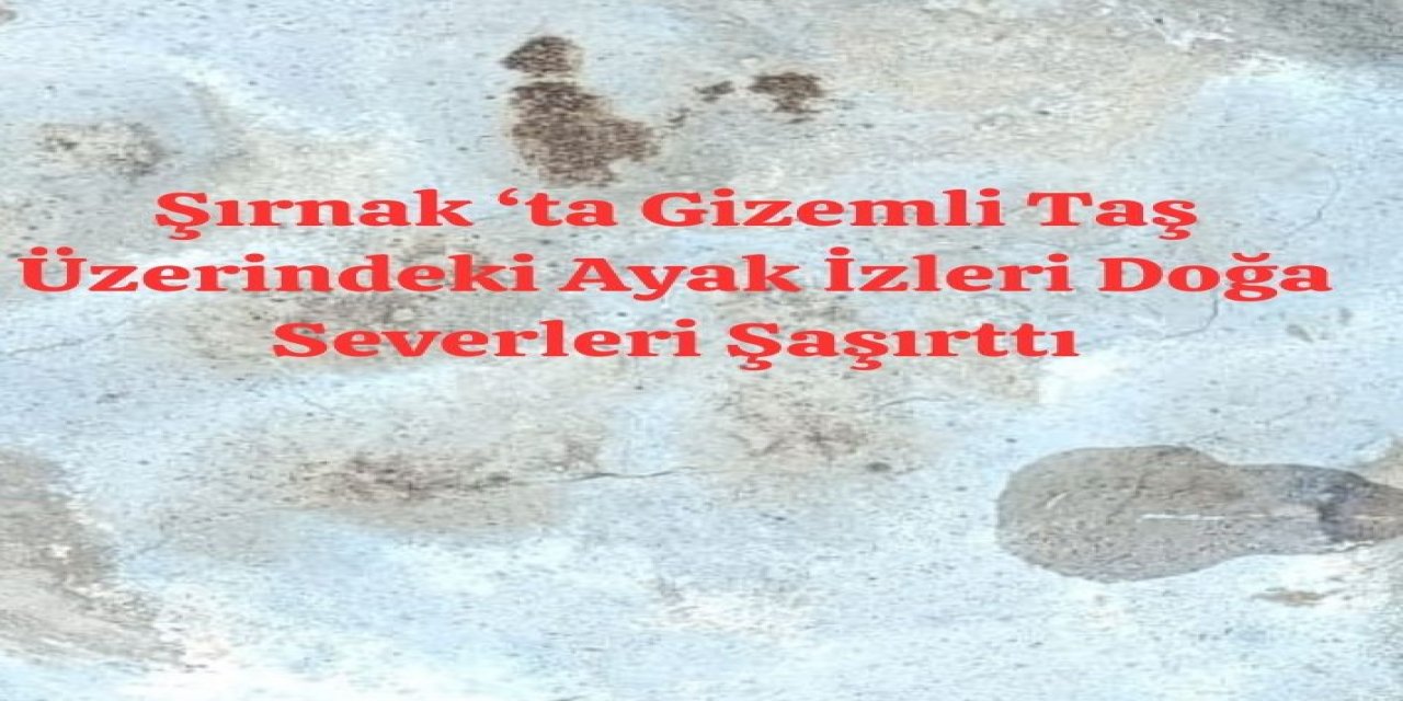 Şırnak Beytüşşebap'ta Gizemli Ayı Pençesi İzleri Bulundu