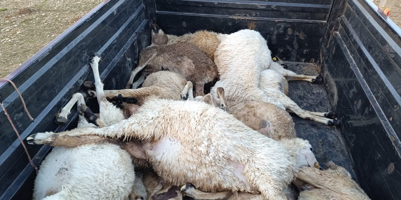 Tunceli'de  yıldırımın isabet ettiği 16 koyun telef oldu