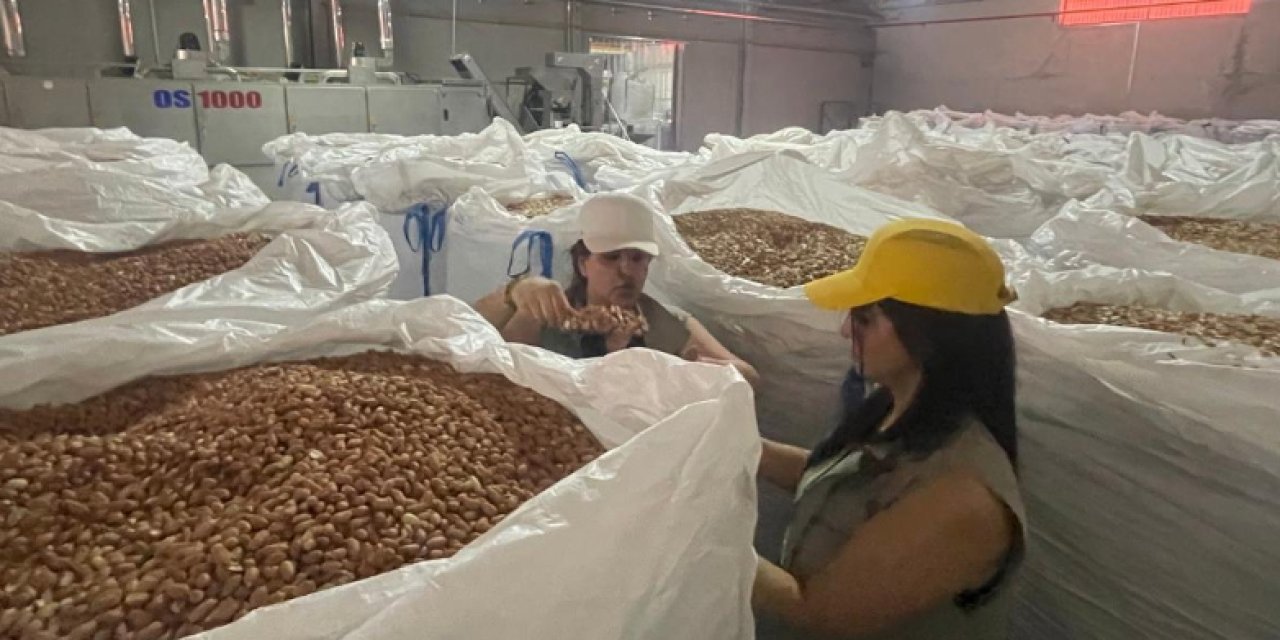 Tarım İl Müdürlüğü, Silopi'de Yer Fıstığı Üretimini İnceledi