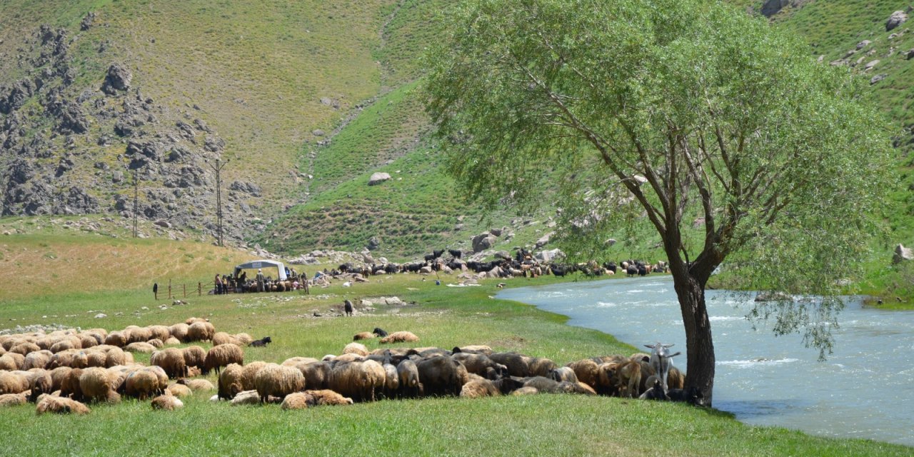 Şırnak İdil'de Şap Hastalığı tespit edildi 7 Köy karantinaya alındı