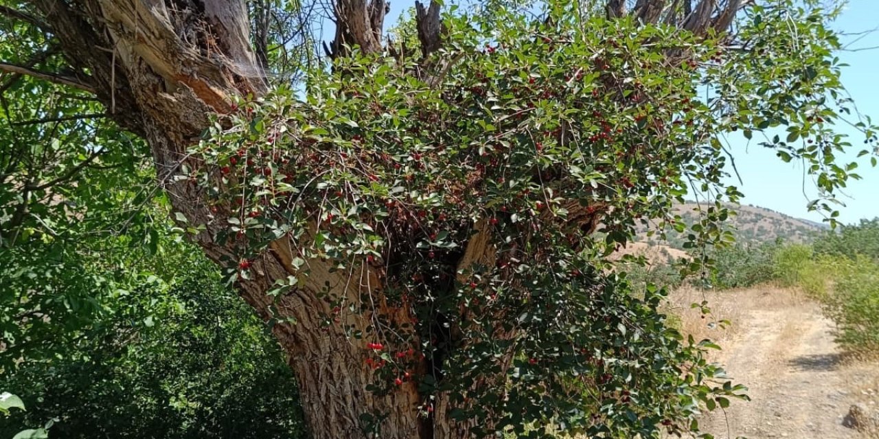 Elazığ'da Asırlık söğüt ağacının gövdesinde vişne meyvesi çıktı
