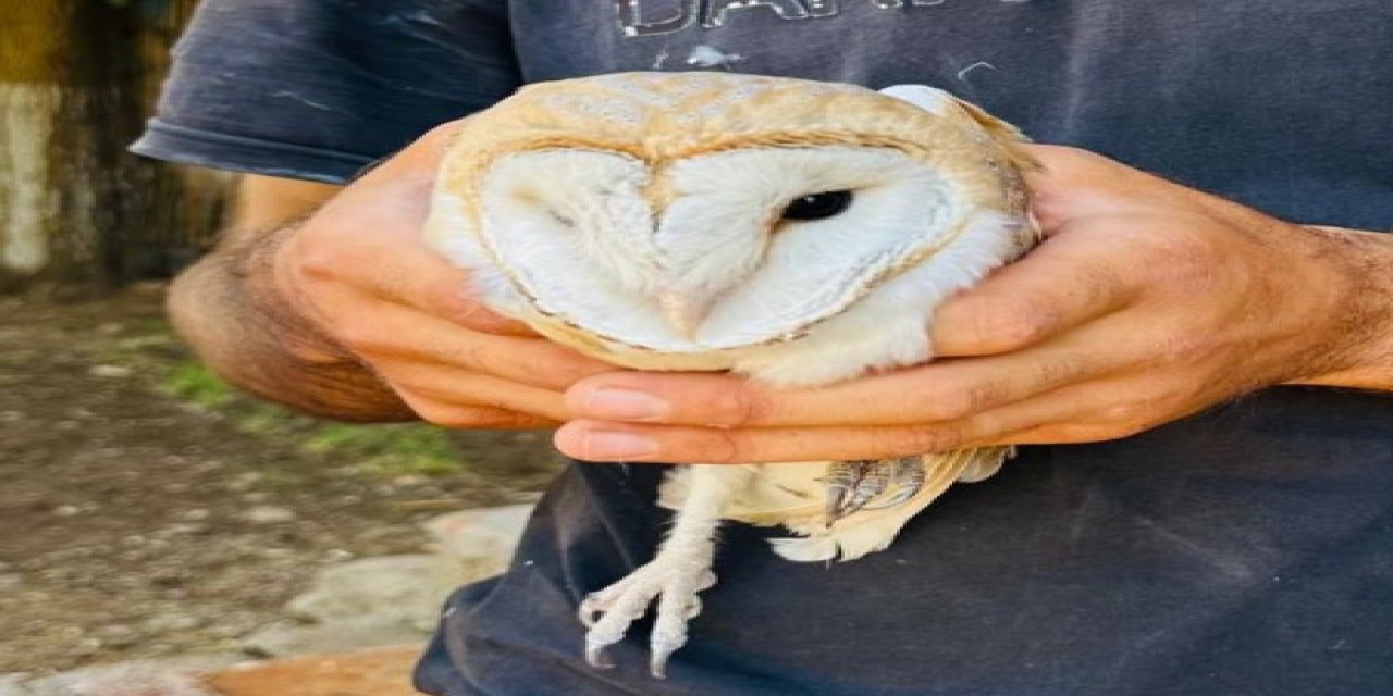 Silopi’de yaralı halde bulunan 2 peçeli baykuş, tedavi altına alındı