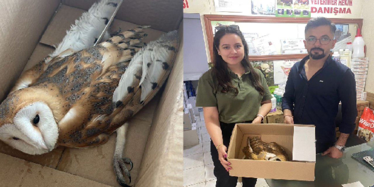Silopi'de  yaralı bulunan  peçeli baykuş, tedavi edildikten sonra doğal yaşam alanına salındı
