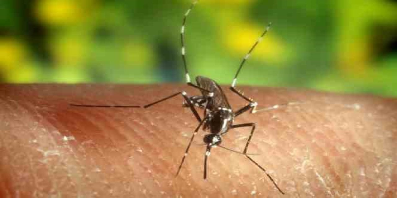 Sivrisinek ısırıklarında doğru bilinen yanlışlar: Sinek ısırığına bunu sürmeyin!