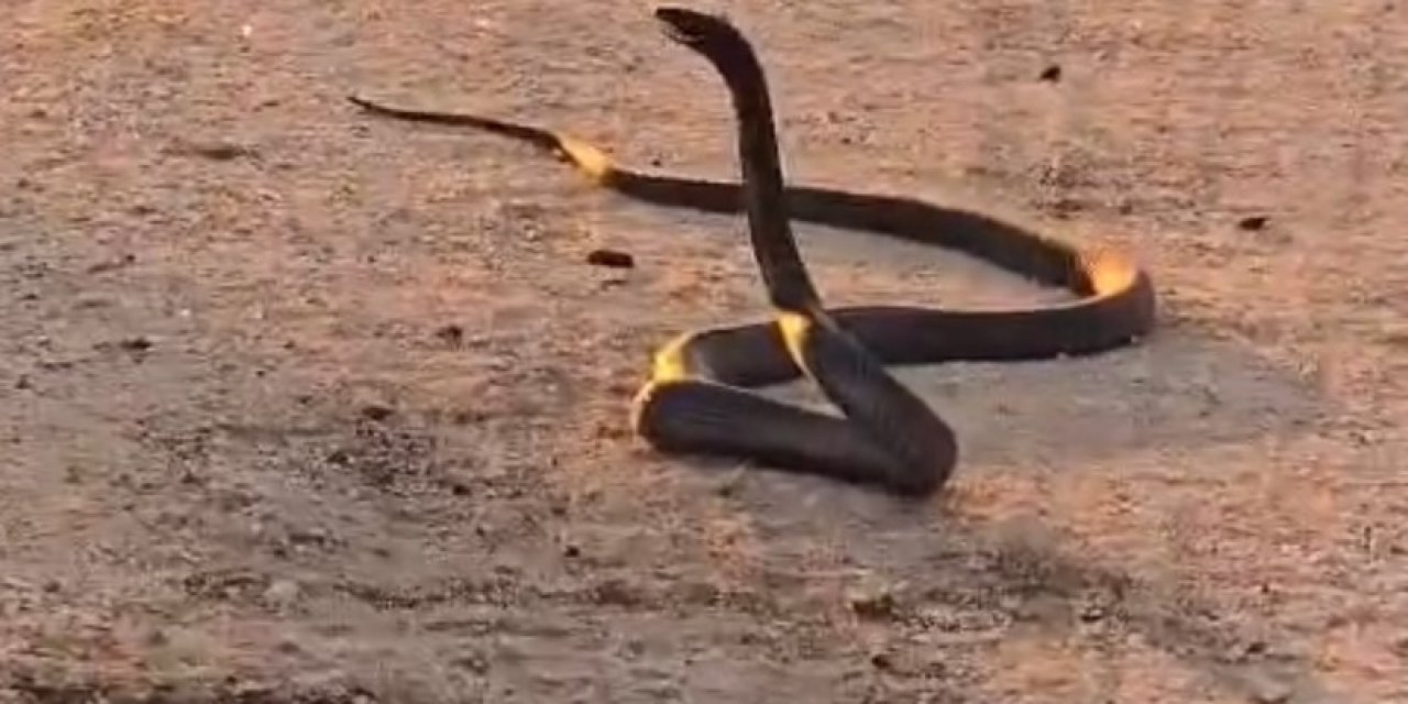 Diyarbakır’da yol ortasında görülen yılanlar korkuttu