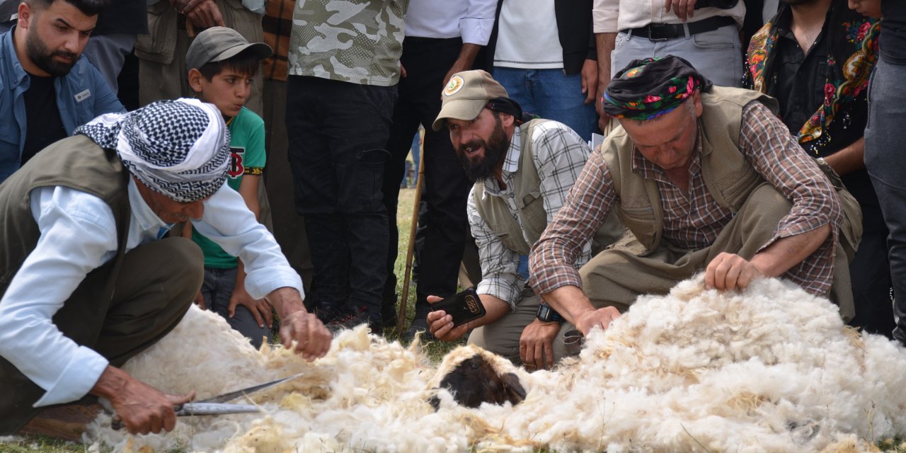 Kuzu Kırpma Festivali'nde besiciler birincilik için mücadele etti