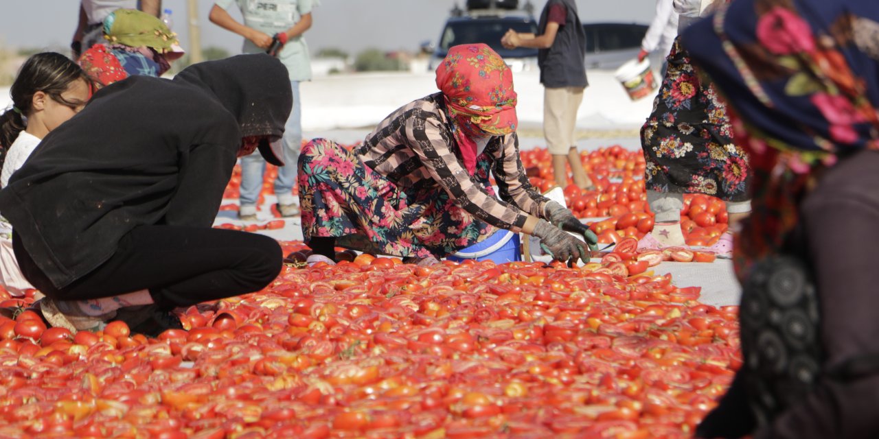 Diyarbakır'da İşçiler Kavurucu Sıcakta Domates Kurutmaya Başladı: