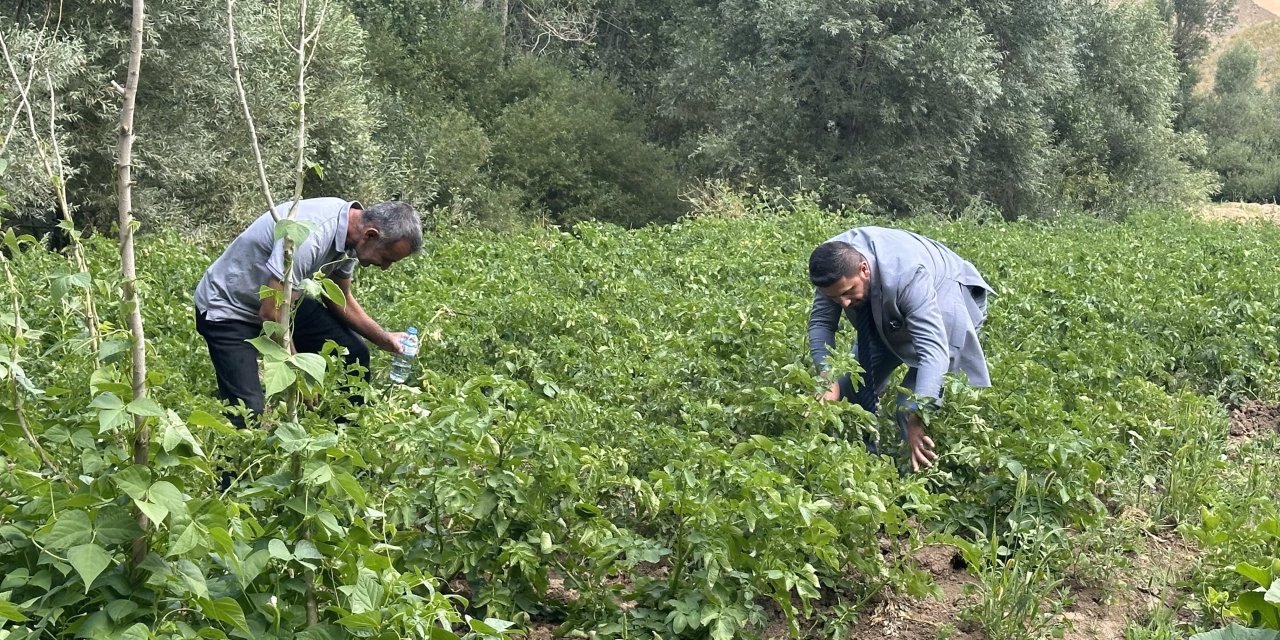 Yüksekova’da Patates Tarlalarında Büyük Verim Bekleniyor