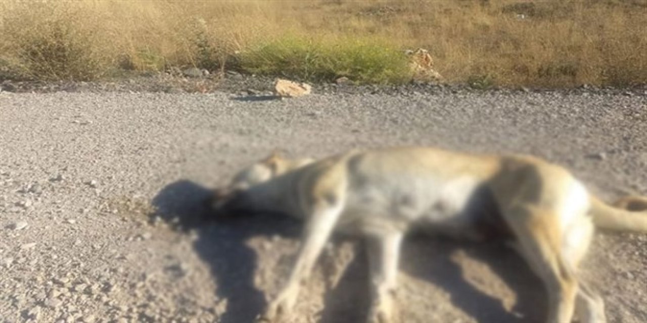 Bitlis'teki 'köpek zehirleme' iddialarına ilişkin Valilik'ten açıklama