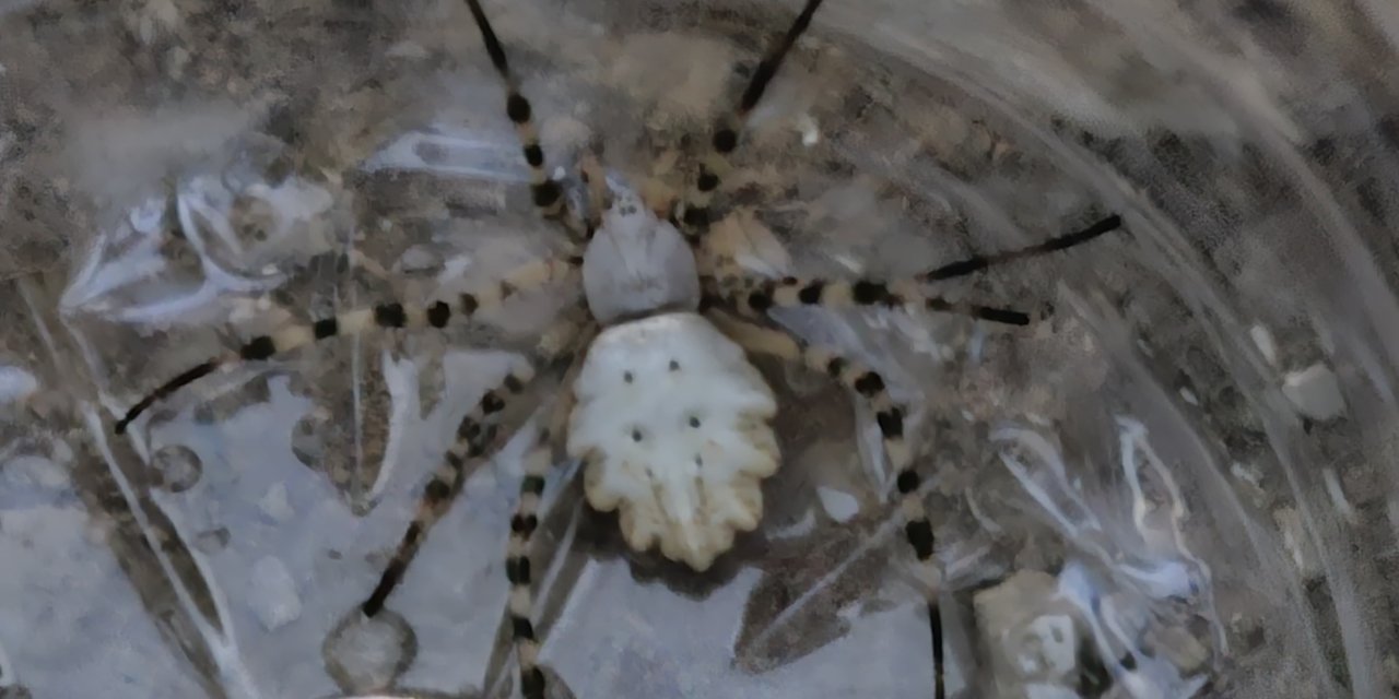 Dünyanın en zehirli 'argiope lobata'örümceği Siirt'te görüldü