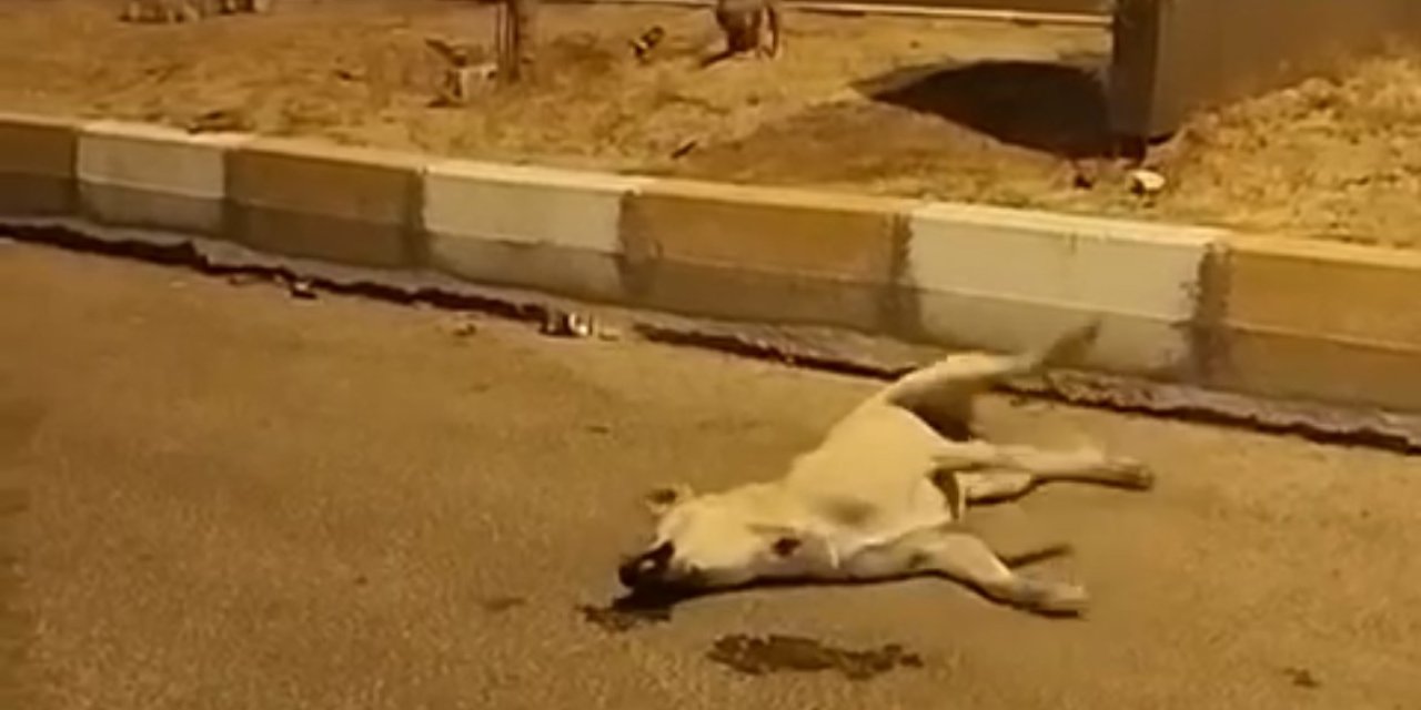 Nusaybin' de yol ortasından sokak köpekleri başka bir köpeği telef etti