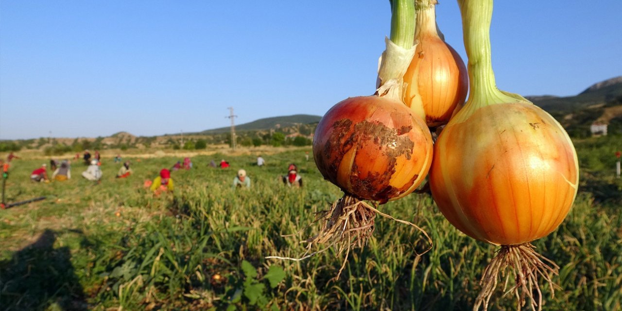 Patates ve soğanı böyle saklarsanız  bozulma duruyor! İşte püf noktası