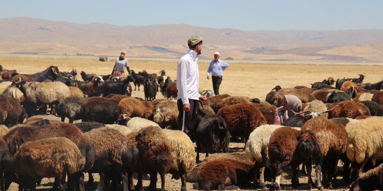 Muş Ovası’nda kadınlar değil erkekler sağım yapıyor