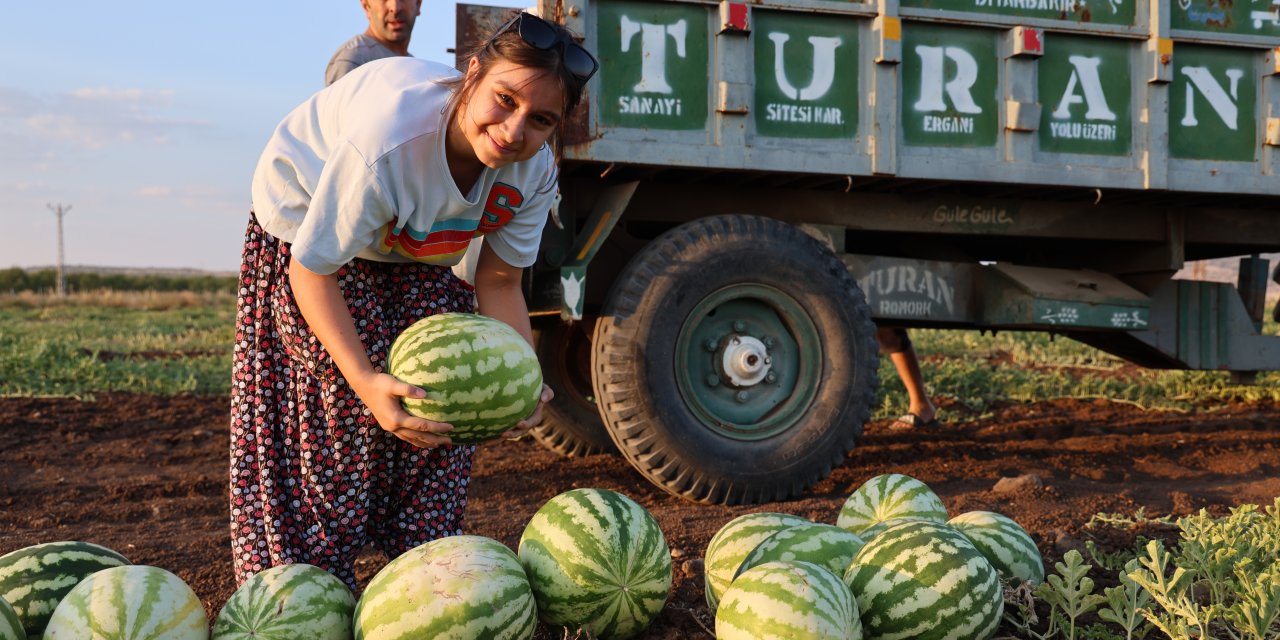 Diyarbakır karpuzunda hasat devam ediyor, üretici beklediği verimi alamadı