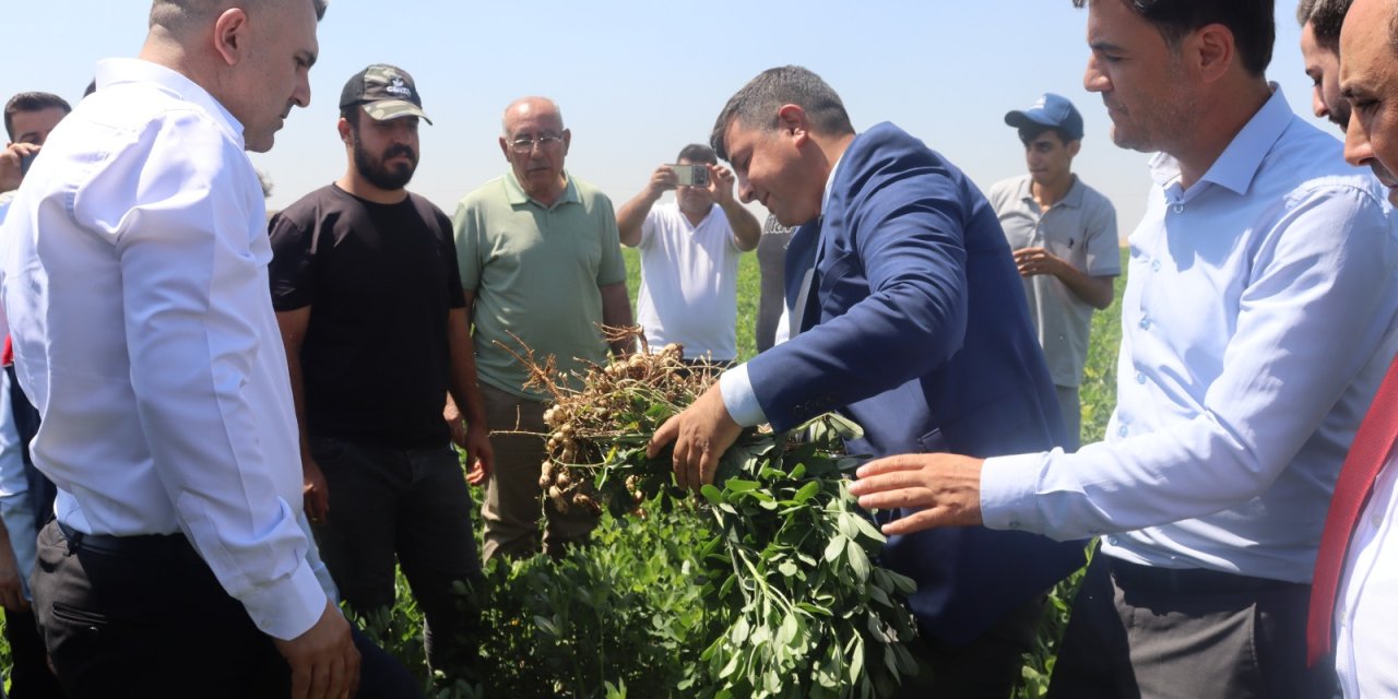 Silopi’de Yerfıstığı Yetiştiriciliği Eğitimi Düzenlendi