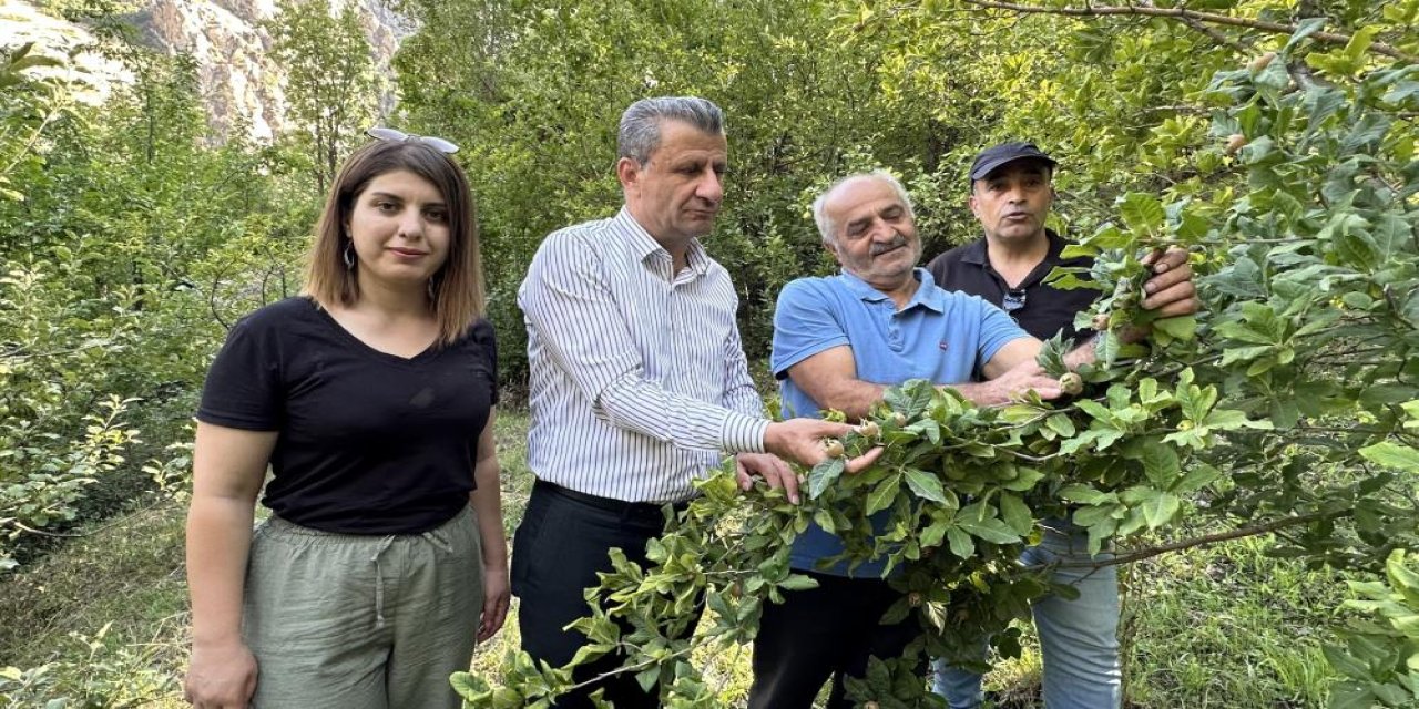 Japonya’nın Muşmula Meyvesi Yüksekova’da Yetiştirildi