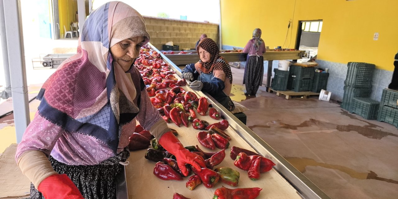 Kadınlar üretiyor, Hollanda'ya ihraç ediliyor