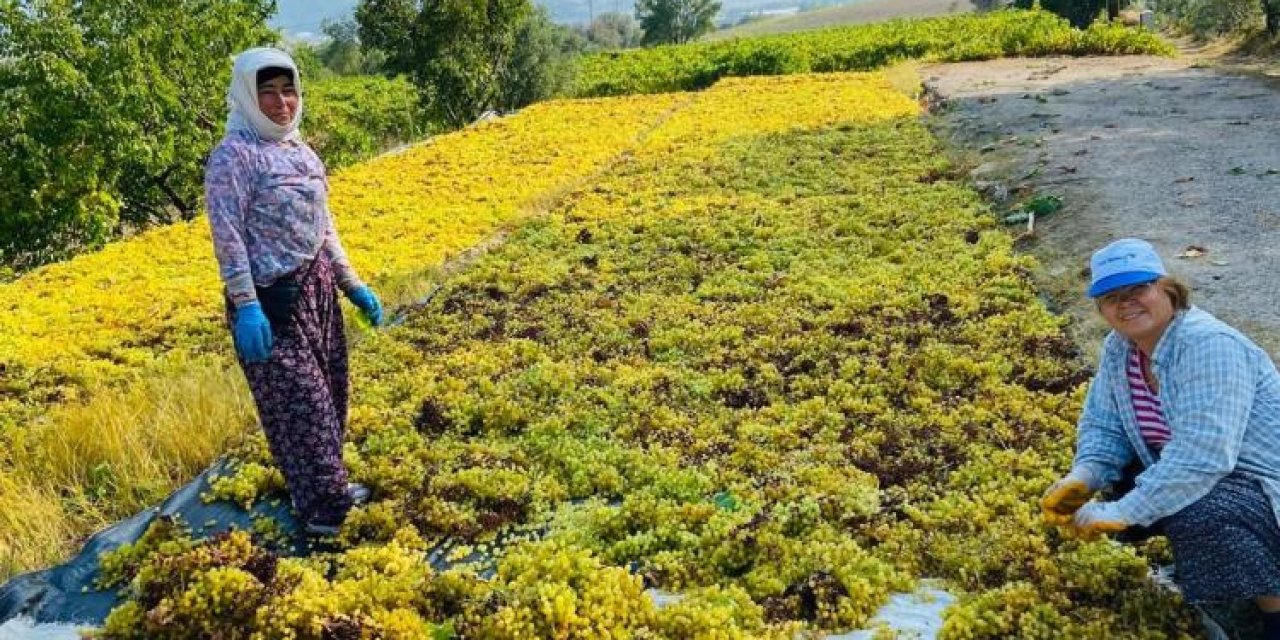 Yüksek Sıcaklık Üzümde Kaliteyi Artırdı, Verimi Düşürdü