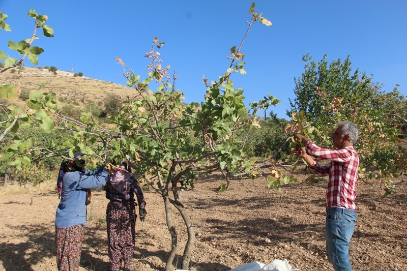 Siirt'te, ülke ekonomisine 10 milyar lira gelir sağlayan fıstık hasadı sona erdi