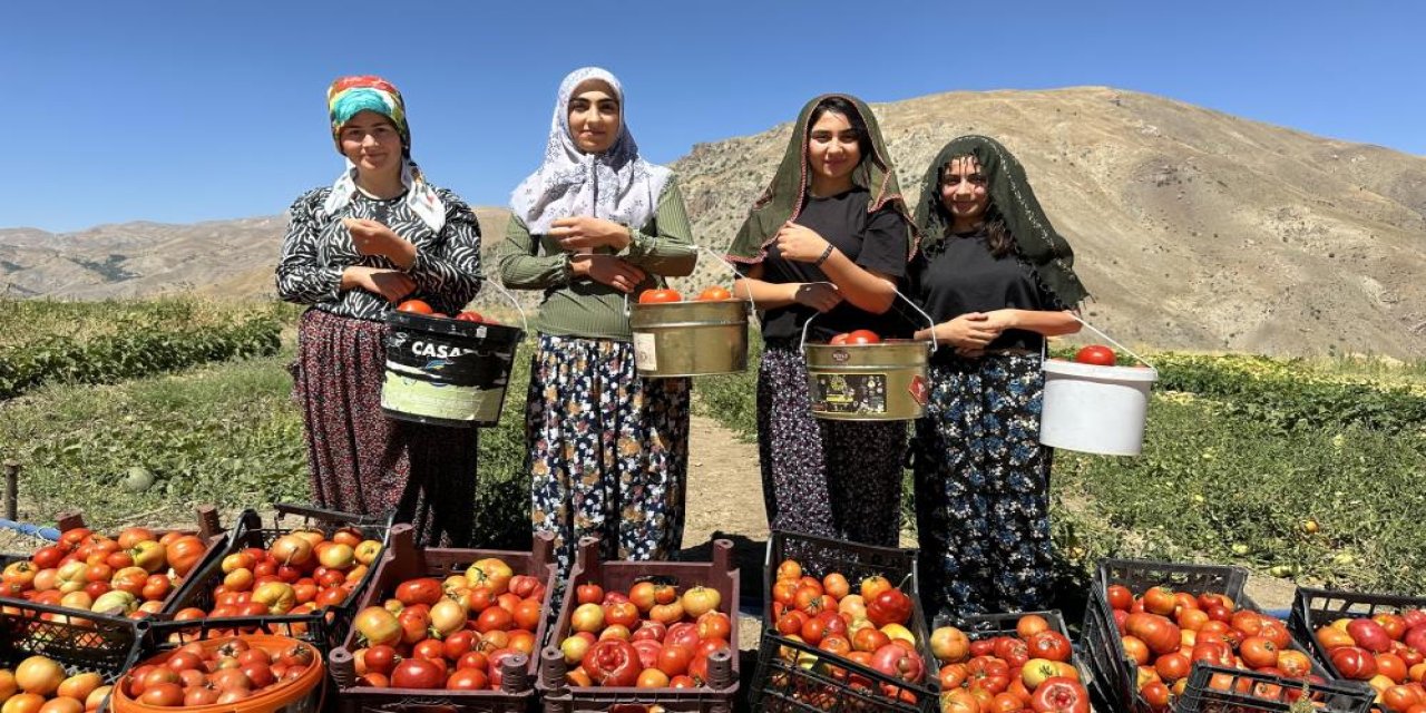 Yüksekova’da Kadınların Emeğiyle Domates Hasadı Başladı