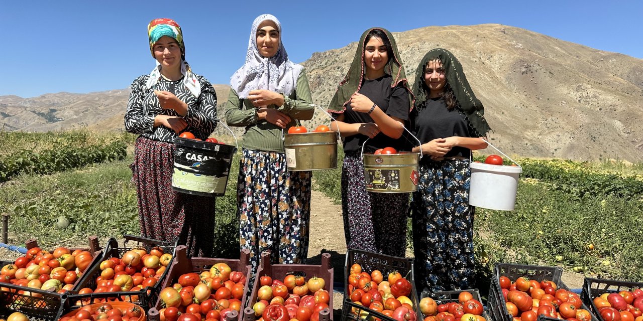 Kadınların eliyle domates hasadı