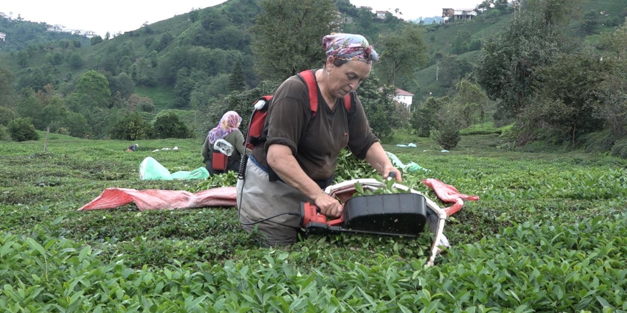 Çay Üreticisini sevindiren Haber