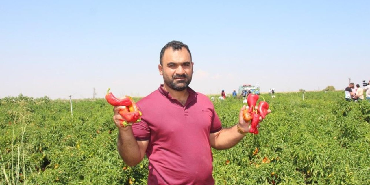 Şanlıurfa’da acı biberin hasadı sürüyor