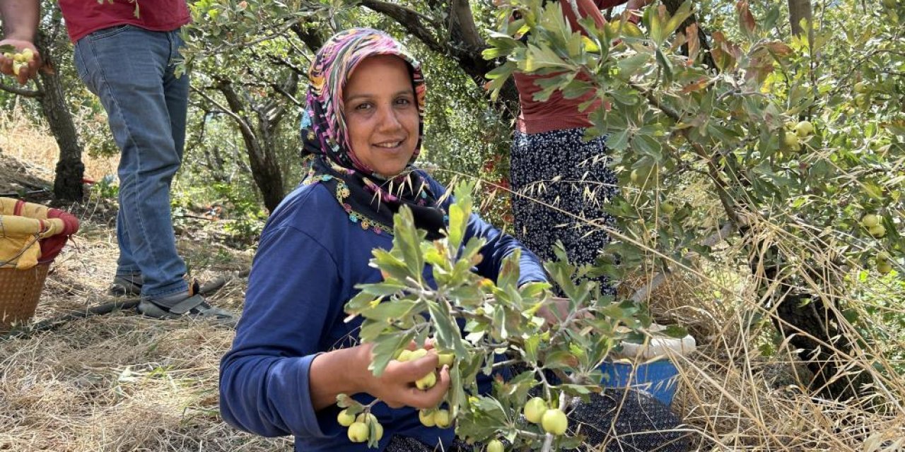 Depremzede üreticinin hasadından memnun olduğu alıç ihraç ediliyor