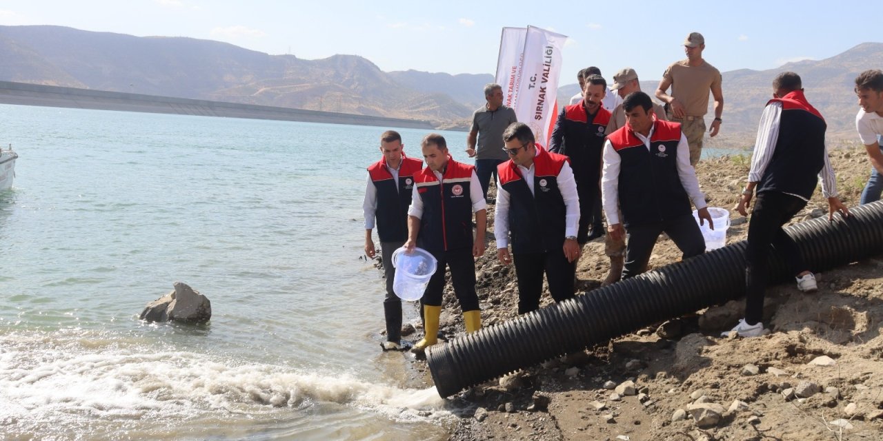 Şırnak’taki Göl, Nehir ve Barajlara 1.650.000 adet sazan yavrusu bırakıldı