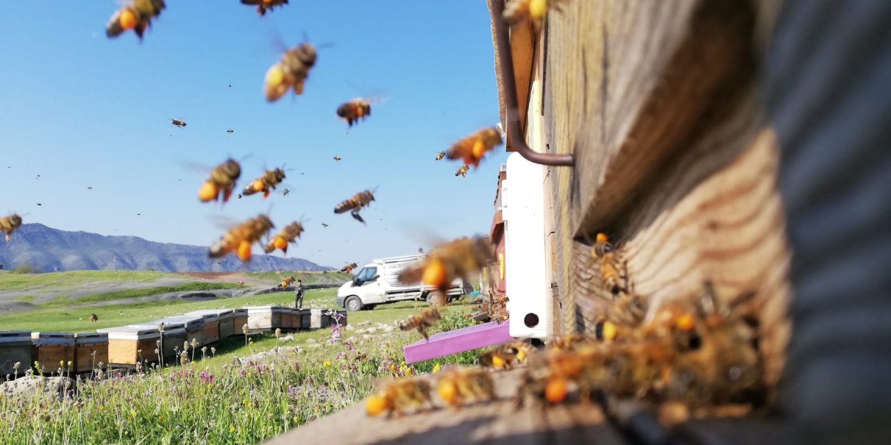 Kato Dağı'nın Eşsiz Kara Kovan Balı İlk Hasatla Yüzleri Güldürüyor