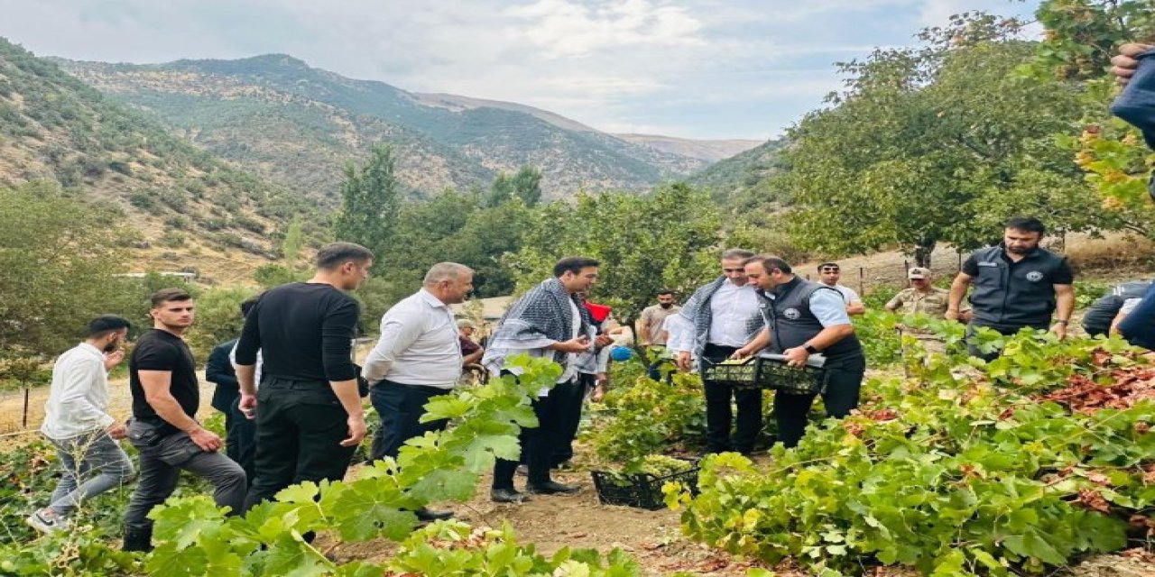 Uludere'de Behdini Üzümü Hasadı Başladı