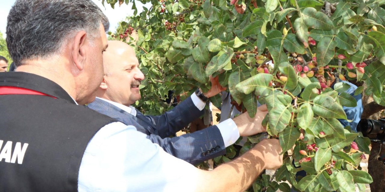 Adıyaman'da Antepfıstığı ve badem hasat etkinliği düzenlendi