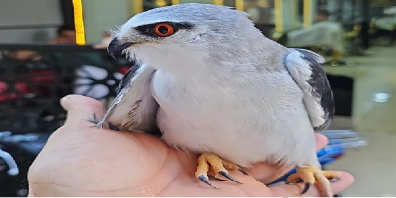 Silopi’de yaralı halde bir Ak çaylak bulundu