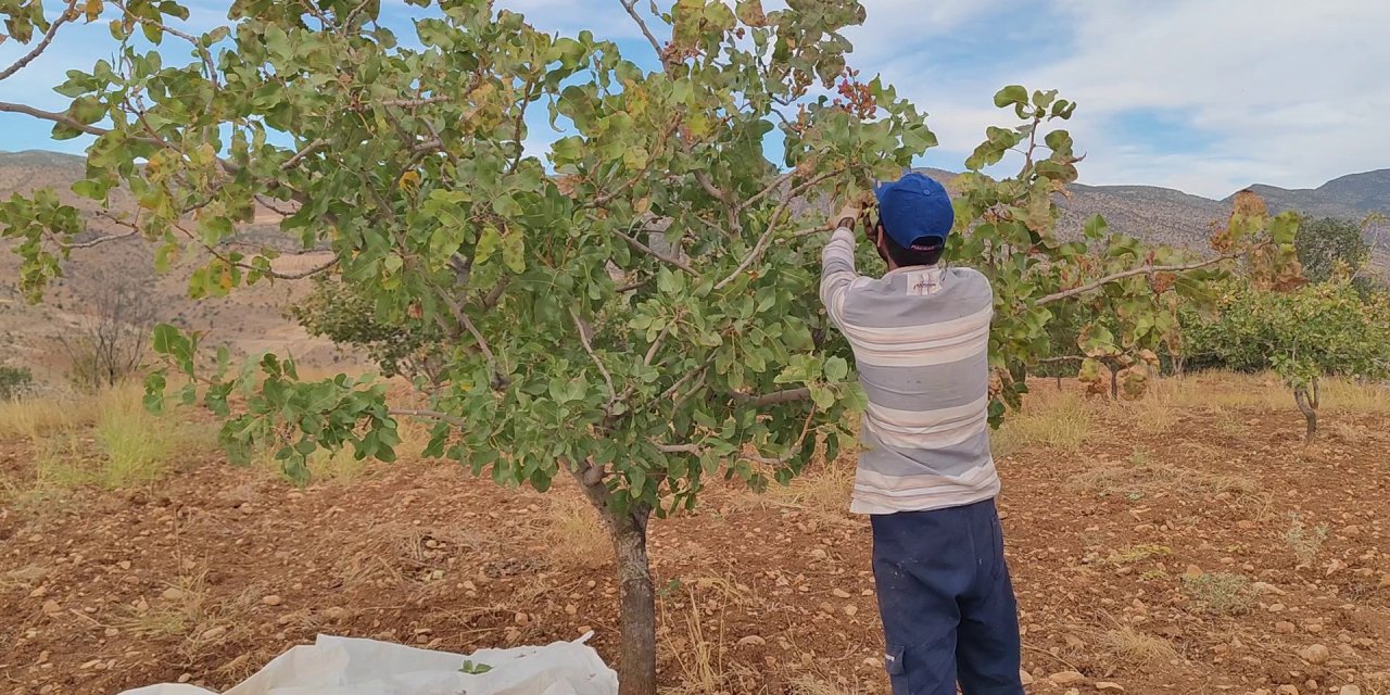 Siirt Fıstığının bu yılki hasadı çiftçinin yüzünü güldürdü