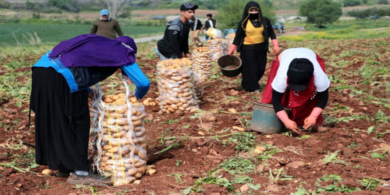 Erzincan’da Patates Hasadı Başladı: Üreticiler Umutlu