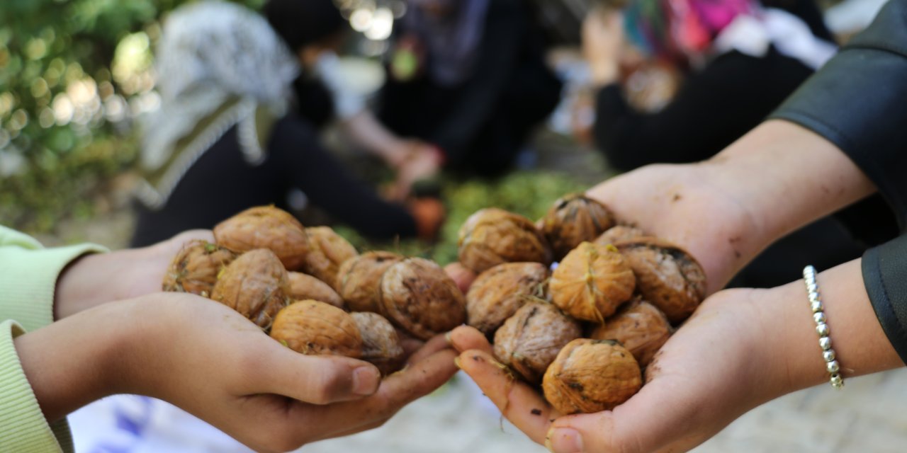 2 bin ton cevizin toplandığı  Van'da ceviz hasadı başladı