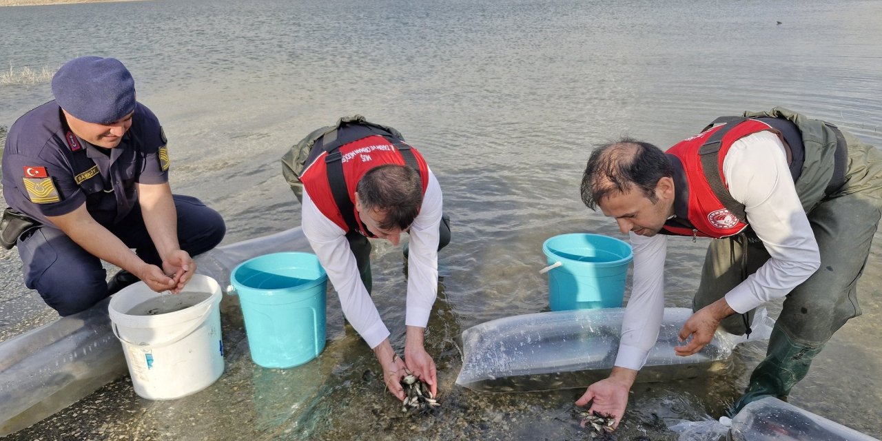 Muş'ta Baraj  ve göletlere 4 milyon yavru sazan bırakıldı