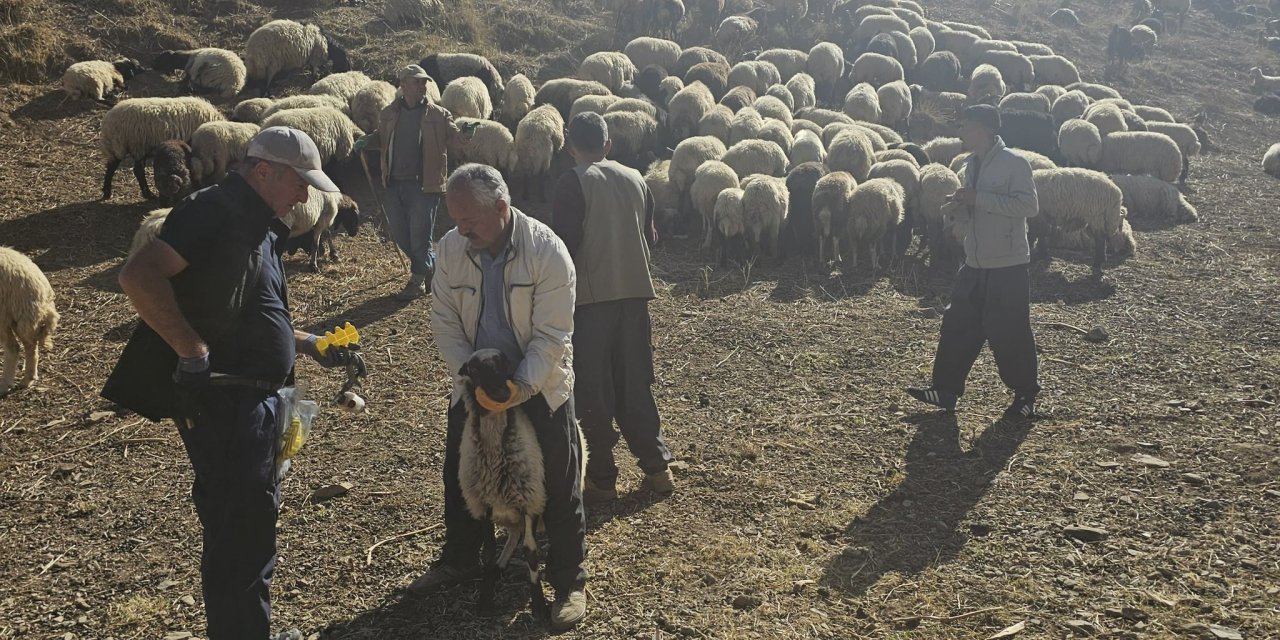 Hakkari'de küçükbaş hayvanlara aşılama ve küpeleme çalışması  yapıldı