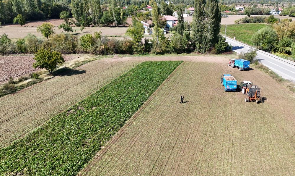 Erzincan'ın bereketli topraklarında pancar hasadı başladı