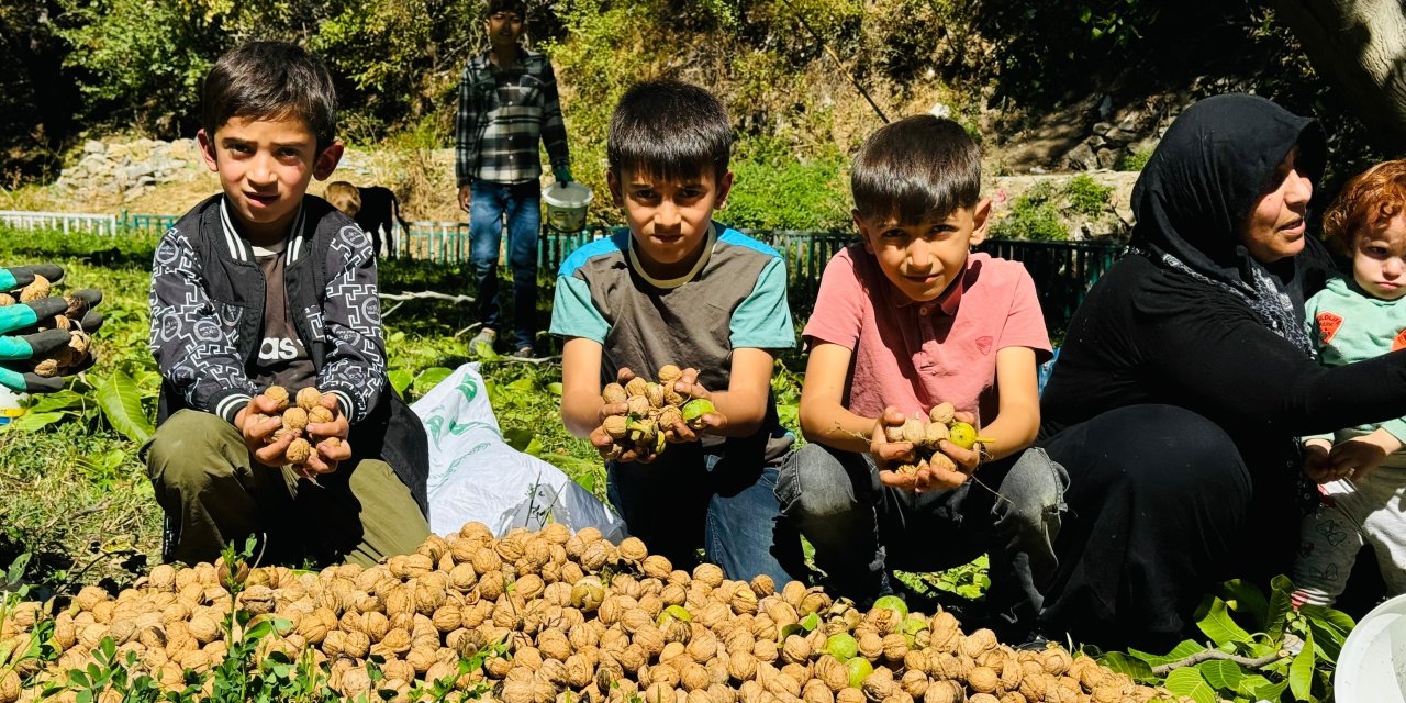 Şırnak'ta şenlik havasında ceviz hasadı başladı