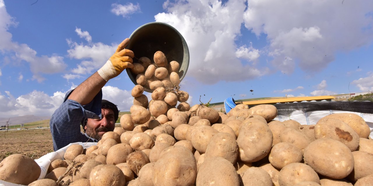 Türkiye'nin patates ihtiyacının yüzde 4’ünü  karşıladığı Bitlis'te hasat başladı