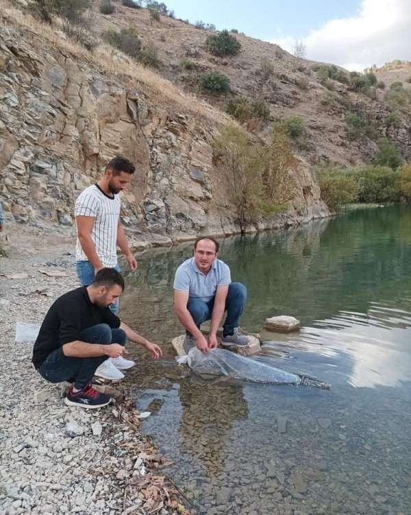 ŞIRNAK'TA BARAJ VE GÖLETLERE 337 BİN BALIK BIRAKILDI