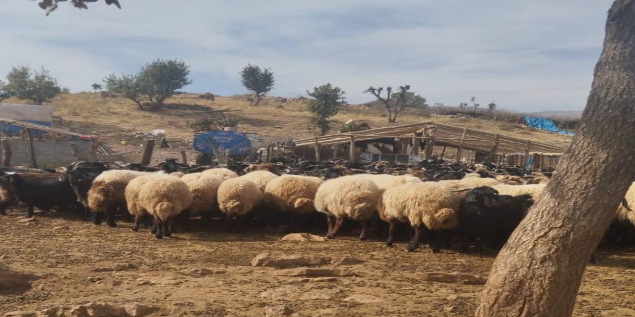 Şırnak'ta küçükbaş hayvanlara aşılama ve küpeleme çalışması