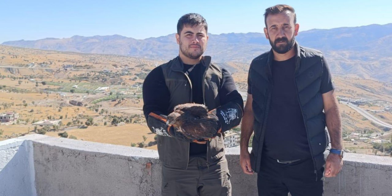 Şırnak’ta yaralı halde bulunan Şahin tedavi altına alındı