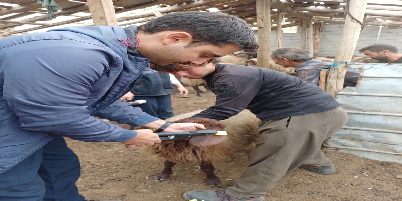 Şırnak'ta Hayvan Sağlığı İçin Aşılama Seferberliği Başlatıldı