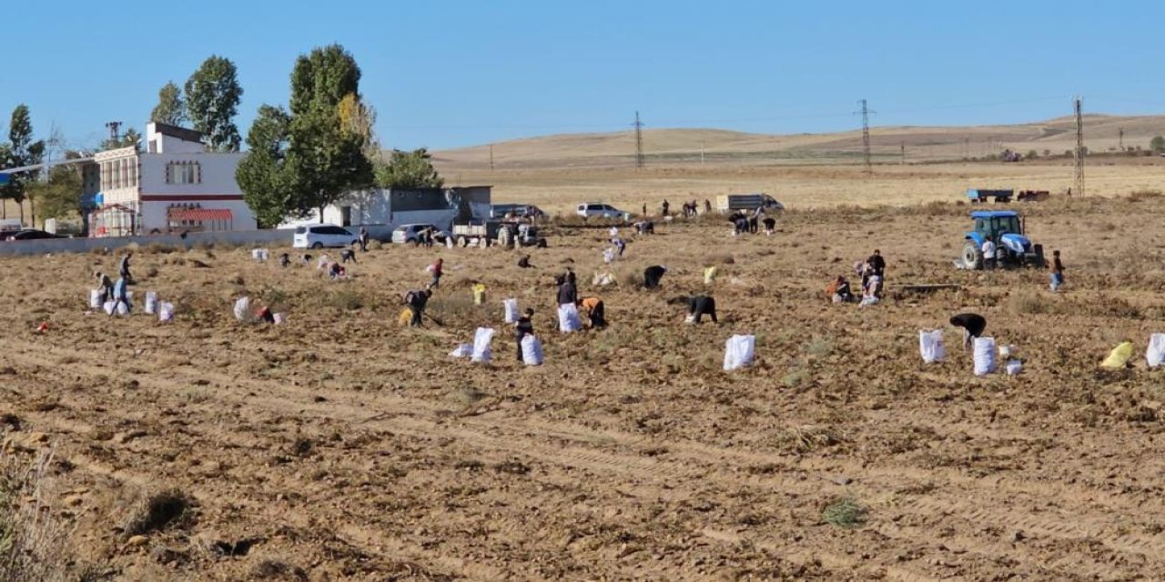 Vatandaşlar bedava patatese akın etti