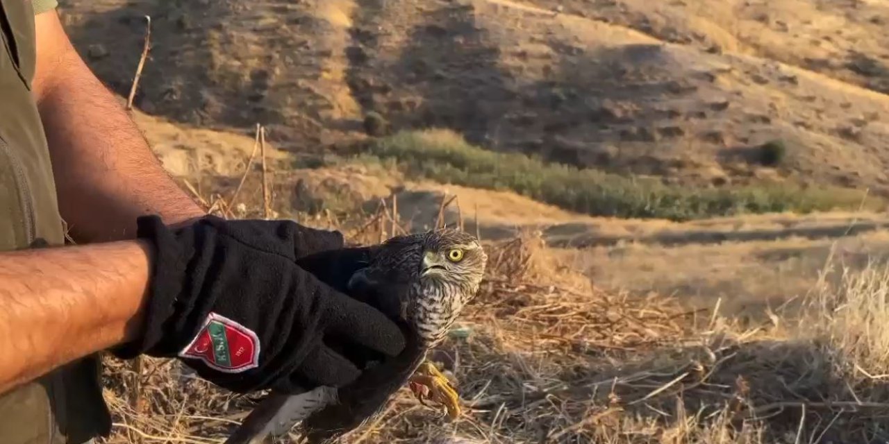 Şırnak’ta Tedavisi tamamlanan atmaca doğaya salındı