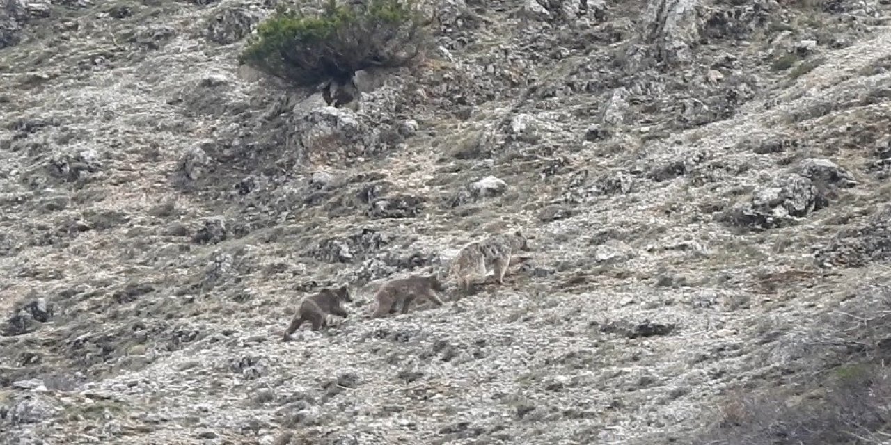 Erzincan'da kış uykusu öncesi doğada yavrularıyla gezinen ayı görüntülendi