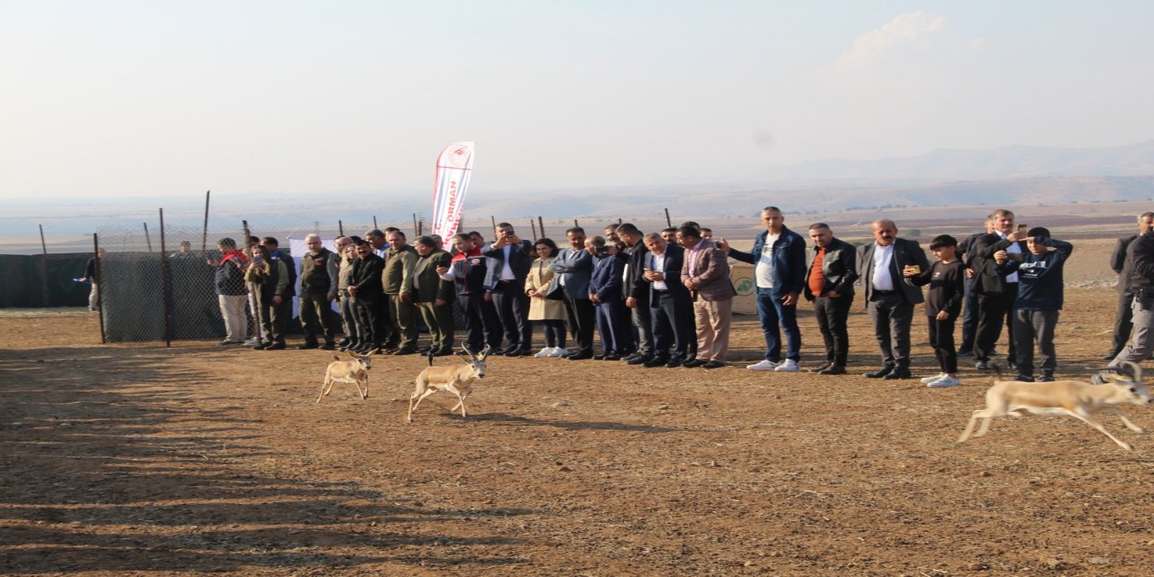 Şırnak’ın Cudi Dağına 30 Ceylan Bırakıldı