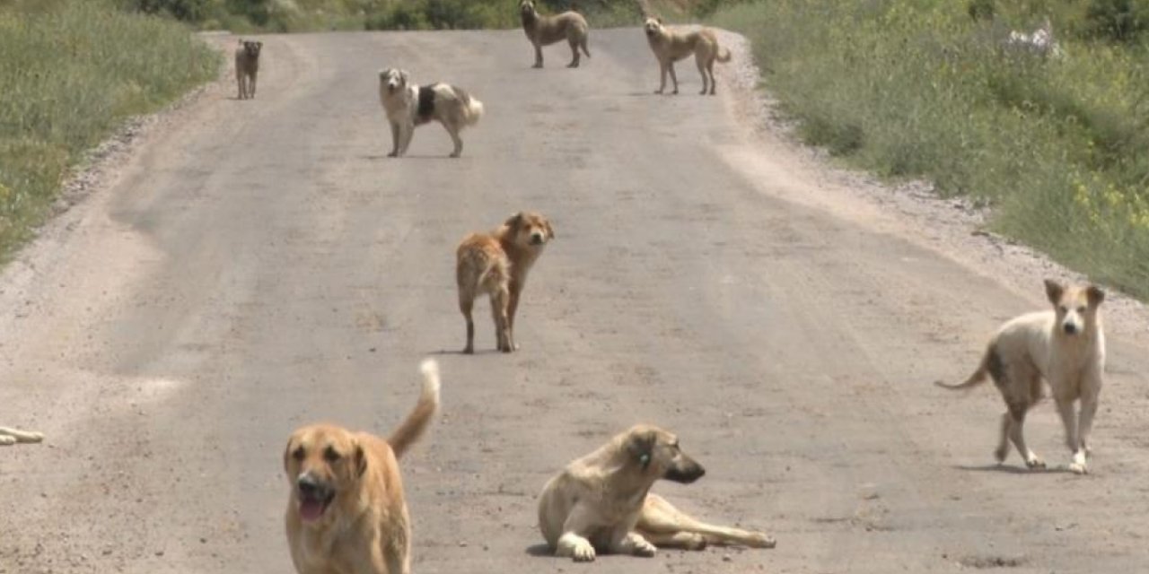 Köpekler için en uygun yiyecekler: Hangi yiyecekler köpeklere verilebilir?